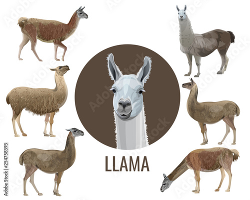 Set of vector llamas
