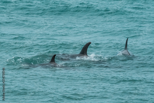 Orcas hunting sea lions, Patagonia , Argentina