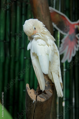 Fototapeta Naklejka Na Ścianę i Meble -  Cacatua alba or white cockatoo, Indonesia