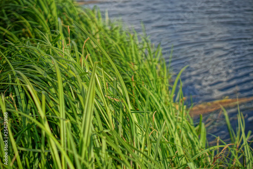 Beautiful landscape of reeds against the background of a river. Background for your design. Stock Photo