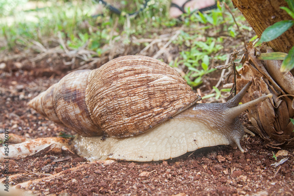 Achatina fulica - the giant African land snail creeping on the garden soil. It is found on the Zanzibar Island, Tanzania Achatina fulica - the giant African land snail creeping on the garden soil. It is found on the Zanzibar Island, Tanzania