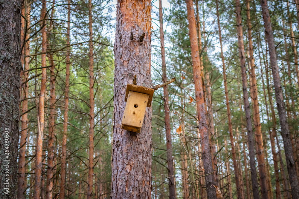 Birdhouse on the tree waiting for the starlings, in the spring in the forest Birdhouse on the tree waiting for the starlings, in the spring in the forest