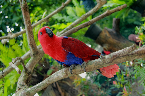 red parrot sitting on branch