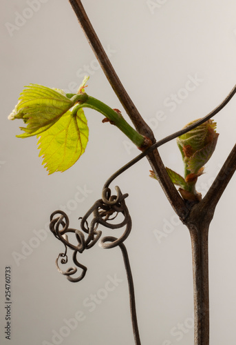 Grapevine bud and leaves grow near tendril
