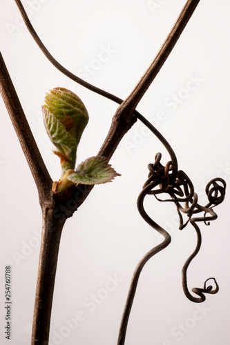 Grapevine bud and twisting tendril photo