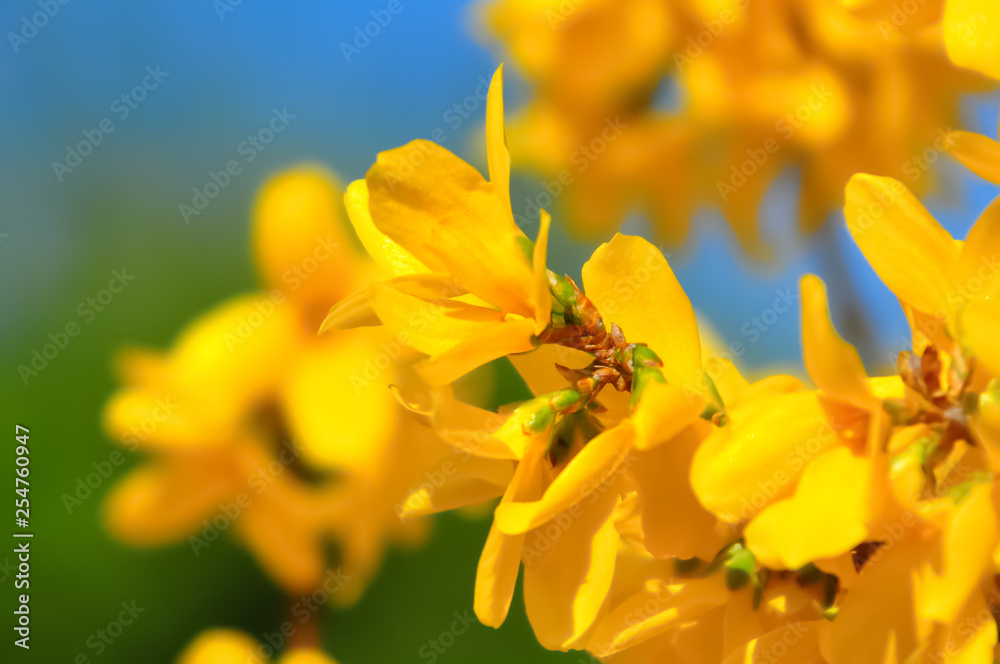 Blooming forsythia in springtime. Blurry backdrop with yellow flowers. Beautiful florets in the park. Blue sky. Spring blossoming forsythia with soft focus and blurry. Toned image doesn’t in focus.