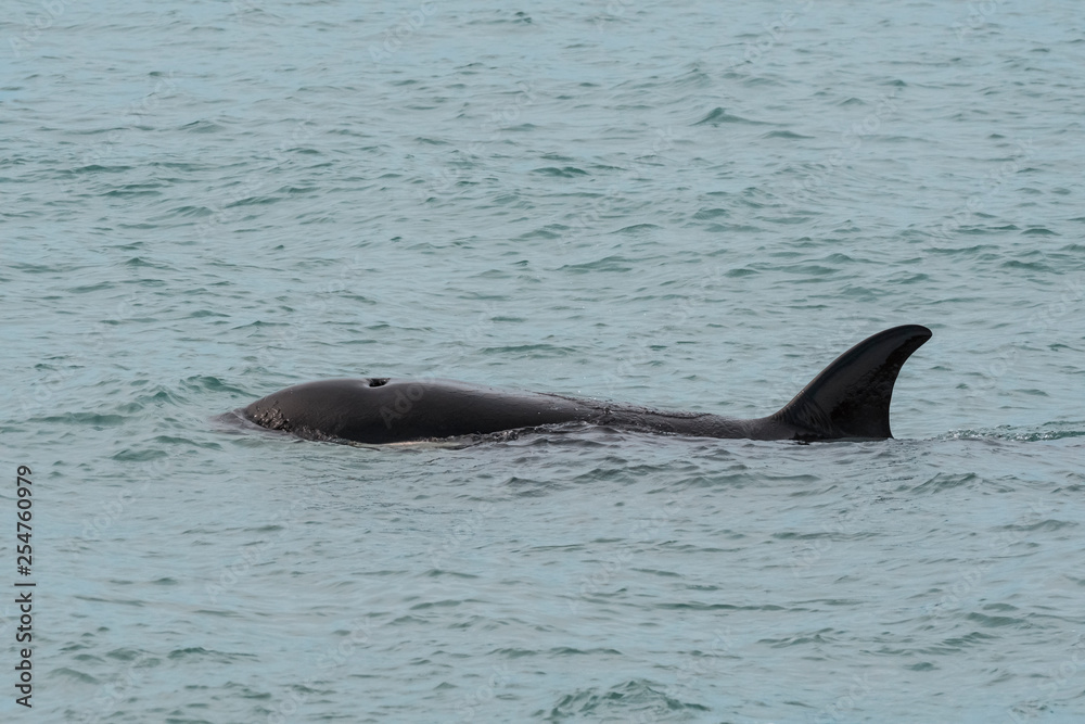 Fototapeta premium Orcas hunting sea lions, Patagonia , Argentina