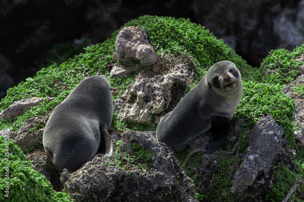 Fototapeta premium Wild Sealion