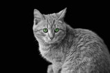 Black-white portrait of a little cat on a black background with bright green eyes