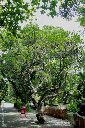 big frangipani tree on the street at gembiraloka zoo photo