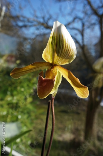 Frauenschuh Orchidee photo