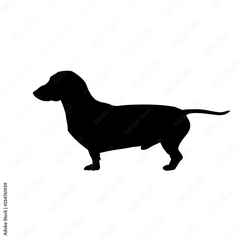 Dachshund dog vector