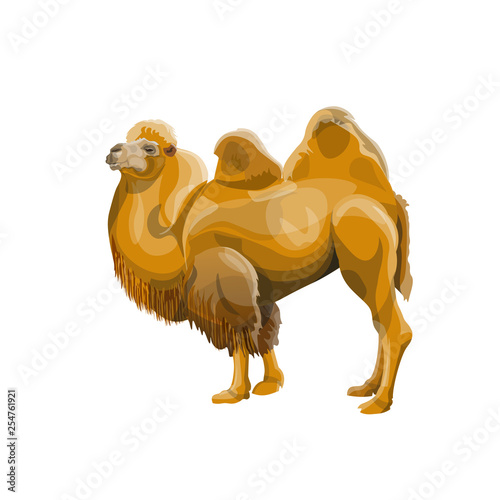 Bactrian camel vector