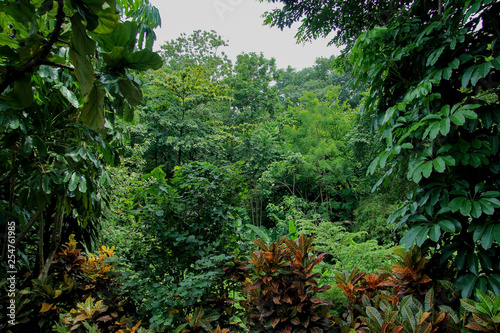 indonesian rain forest