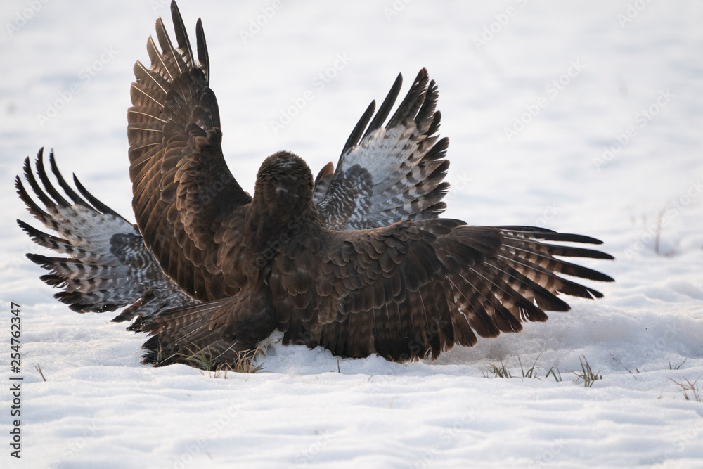 Fototapeta premium Common buzzards fighting