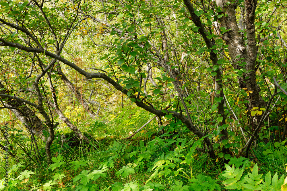 Birkenwald beim Aufstieg zum Skaftafell, Skaftafell-Nationalpark, Island Birkenwald beim Aufstieg zum Skaftafell, Skaftafell-Nationalpark, Island