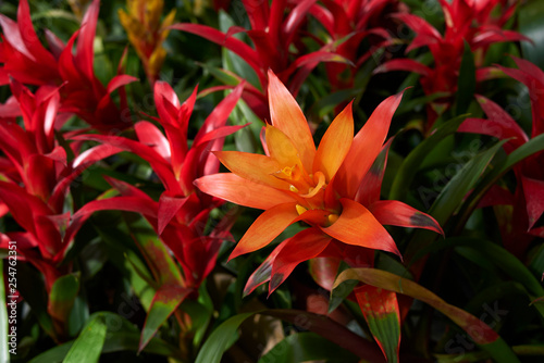 Bromeliads