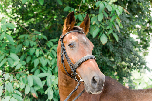 Horse wearing bridle looks at camera photo
