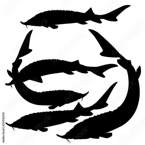 Sturgeon fishes vector