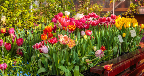 Flowers in green house. Floral bouquet shop. Blooming plants and multi color flowers inside a garden center