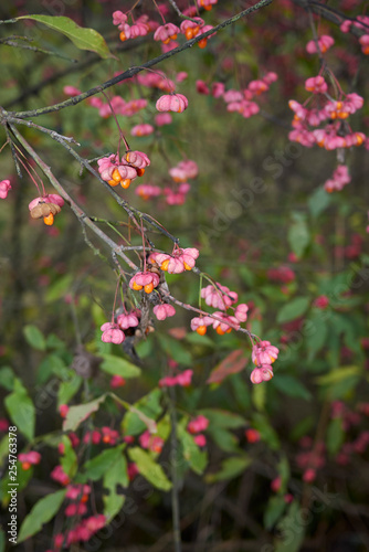 Euonymus europaeus