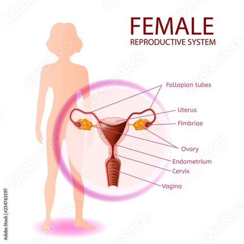 Female Reproductive System Anatomical Banner