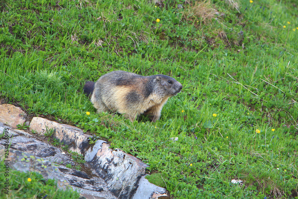 Naklejka premium groundhog on the grass