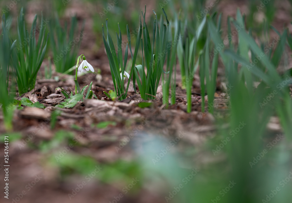 Snowdrop, first spring flowers in select focus