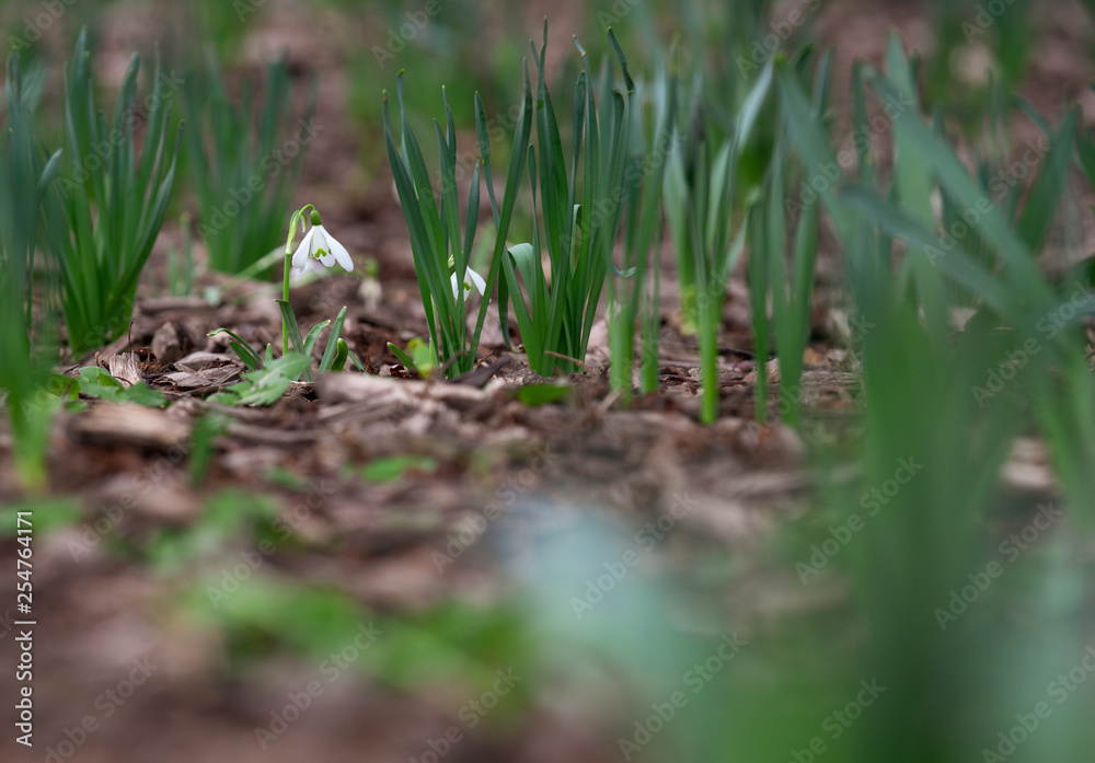 Snowdrop, first spring flowers in select focus Snowdrop, first spring flowers in select focus