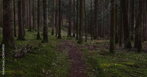 Wallpaper Mural Slowly moving on magic mossy forest path. Personal perspective used. Torontodigital.ca