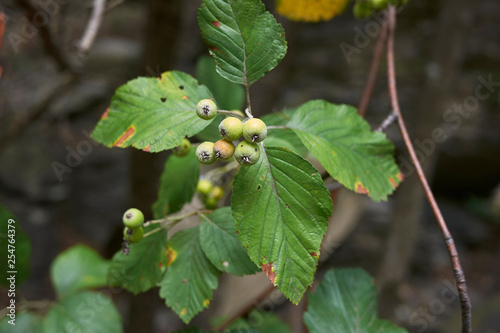 Sorbus aria photo