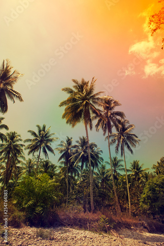 Summer tropical palm tree background. Vintage toned background.