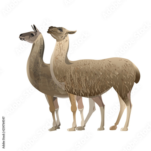 Two standing llamas