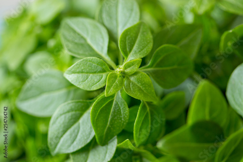 Green bush basil close-up background. Basil leaves tender green sprouts