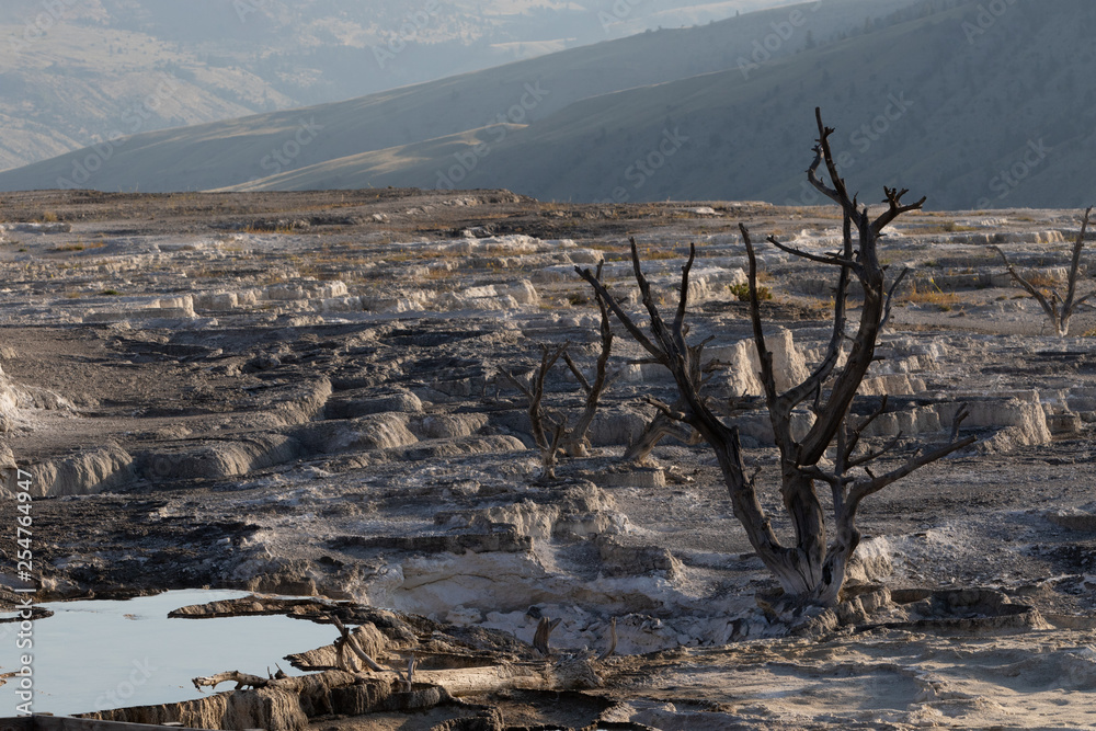 Obraz premium dead landscape