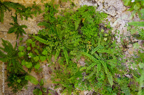 Wallpaper Mural small fern and moss plants growing on wall Torontodigital.ca