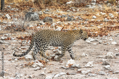 Leopard walking in steppe of Etosha Park
