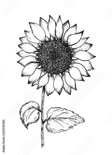 Retro black outline ink pen sketch of sunflower. Hand drawn illustration of beautiful sun flower isolated on white background for botanical pattern design, greeting card decoration