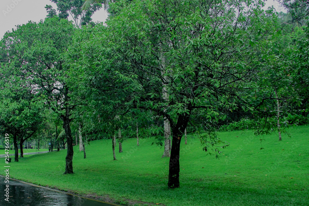 trees on the roadside with wet roads