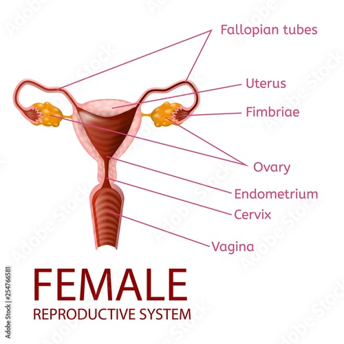 Female Reproductive System Gynecological Banner
