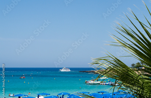 Palm on the beach background   sunny day on Protaras  Cyprus