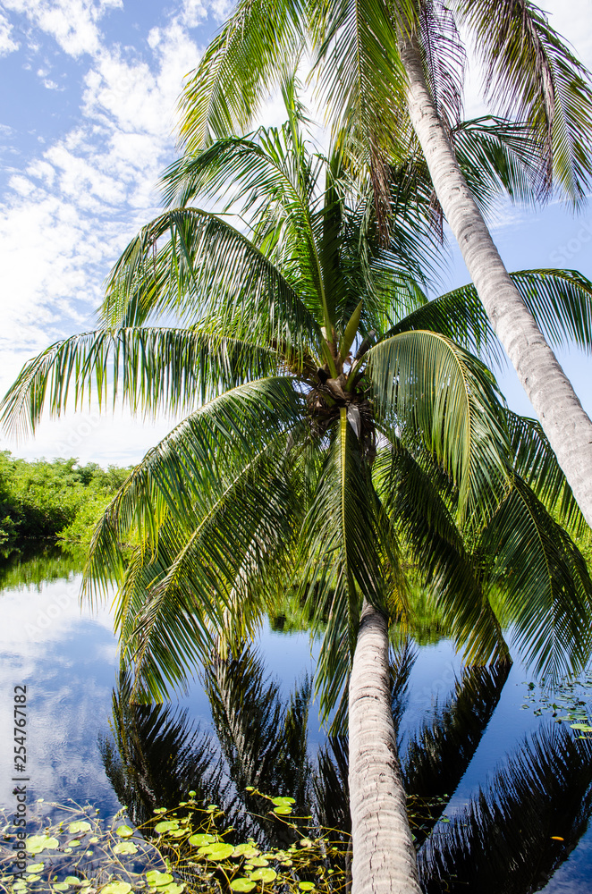 Fototapeta premium Palms trees reflect in the calm lakeland waters of the Botanic Gardens in Grand Cayman, Cayman Islands