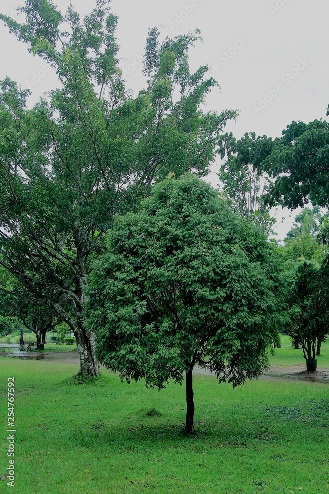 trees and green grass in the park
