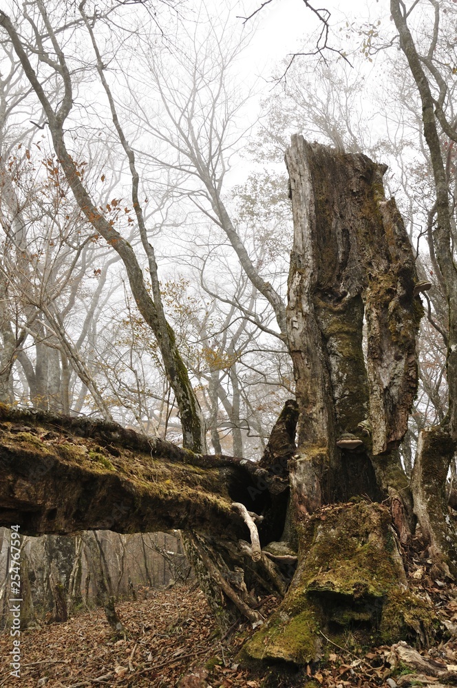 鍋割山稜の枯れ木