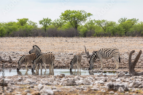 Zebras drinking from waterhole in Etosha Park
