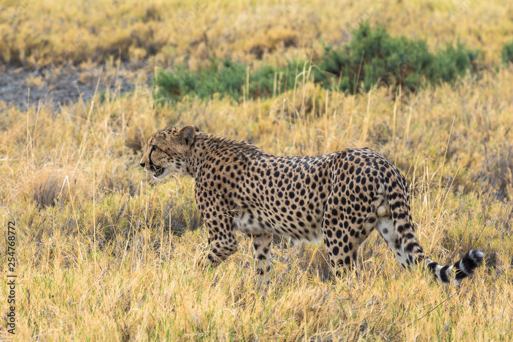 Naklejka premium Cheetah in the grass of Etosha Park, Namibia