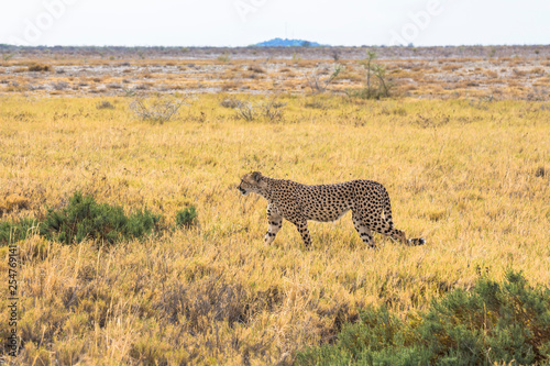 Cheetah in the grass of Etosha Park, Namibia