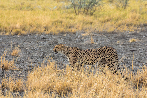 Cheetah in the grass of Etosha Park, Namibia © picturist