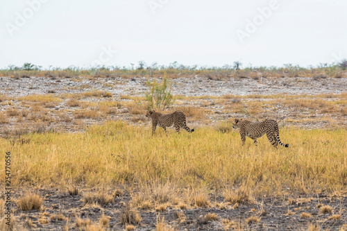 Cheetah in the grass of Etosha Park  Namibia