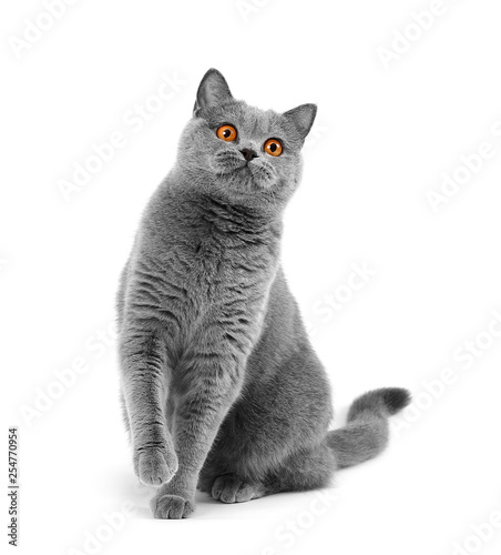 Purebred British gray cat sitting on a white background photo